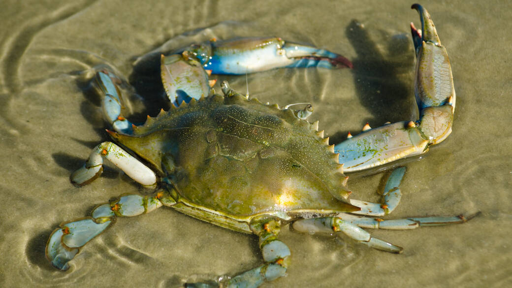 blue crab